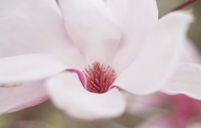Peran Istri dalam Mewujudkan Suami Ideal Peran Istri dalam Mewujudkan Suami Ideal