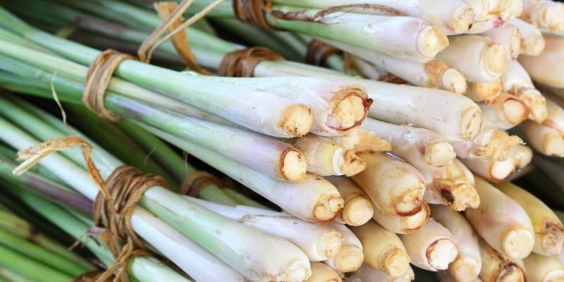 Manfaat Daun Serai bagi Kesehatan Manfaat Daun Serai bagi Kesehatan
